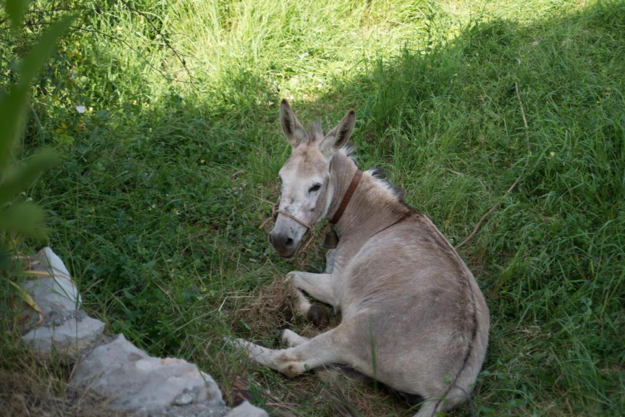 Lucha Apartman Daire Rijeka Crnojevića Dış mekan fotoğraf